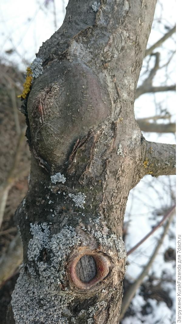 Вообще, сильнорослые яблони (даже на полукарликовых подвоях) хорошо затягивают даже среднего размера раны.