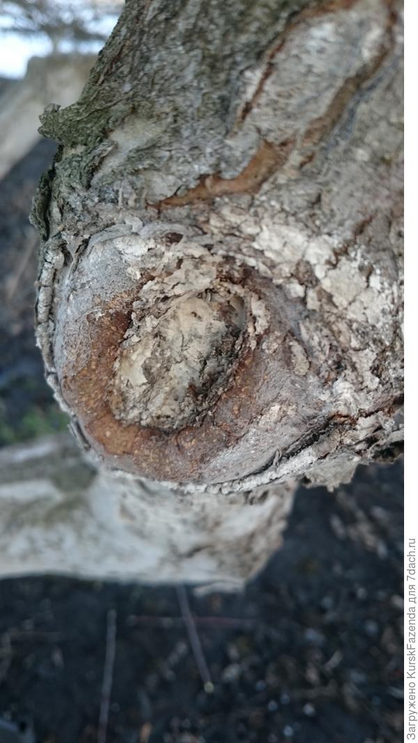 Срезы на скелетных ветвях, как ни странно, могут долгое время не зарастать.