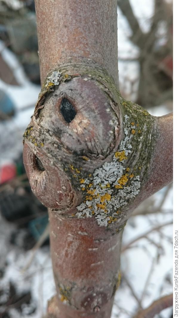 Срезаны две ветви рядом, но всё четко.