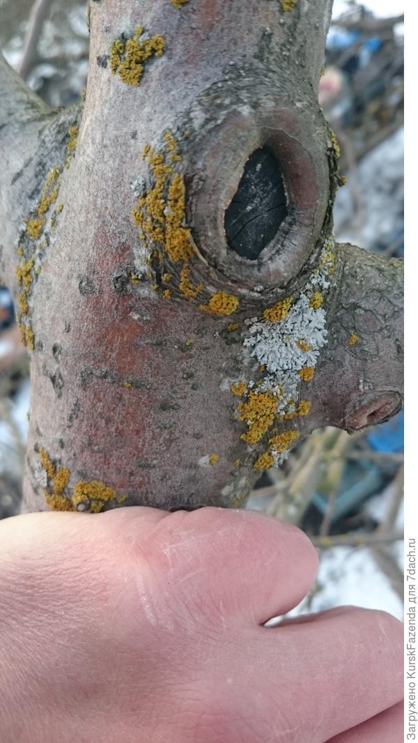 Вот бы у ореха все срезы так зарастали б..