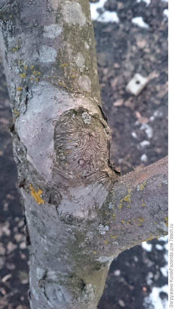 Хорошее зарастание.