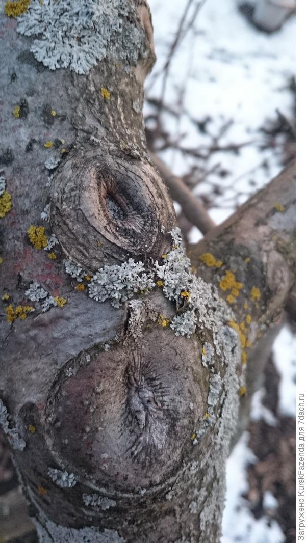 При обрезке на перевод важно делать срез под углом, так, чтобы не оставалось полупенька - тогда процесс затягивания идет быстрее и легче.