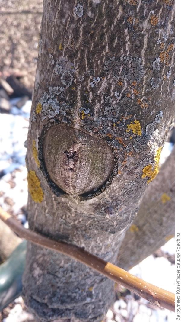 Четкое зарастание.