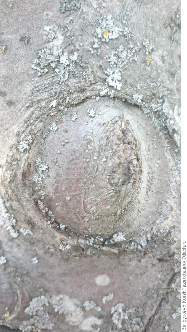 Таких срезов на той яблоне немало. И многие выглядят так.