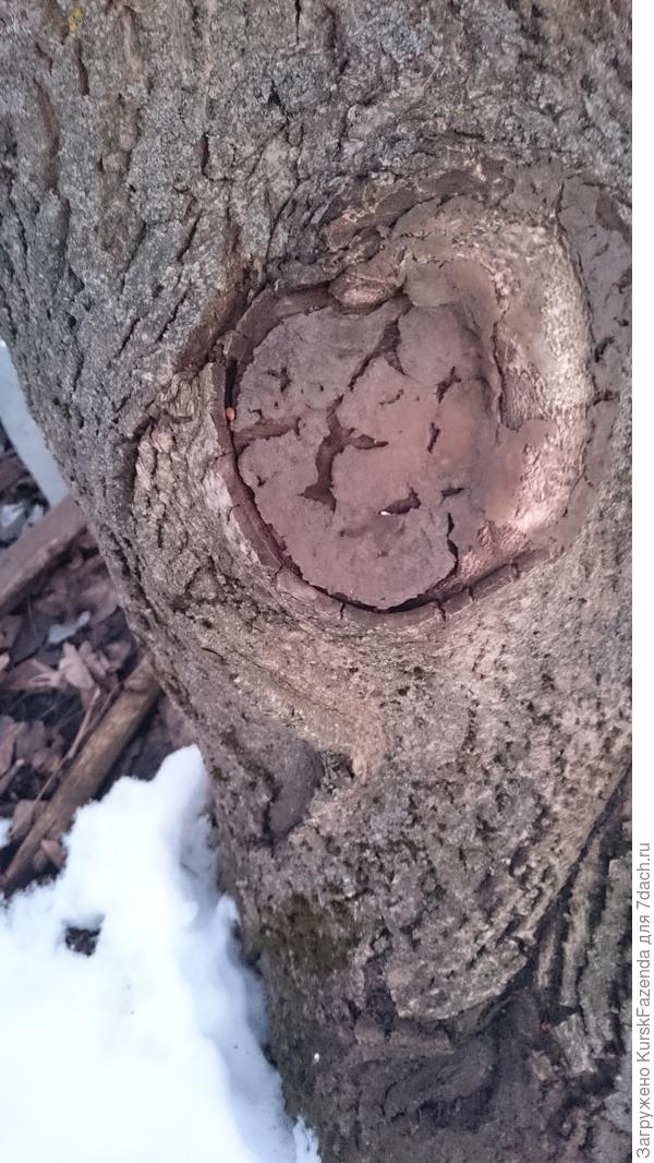 Более крупные на орехе - тоже.