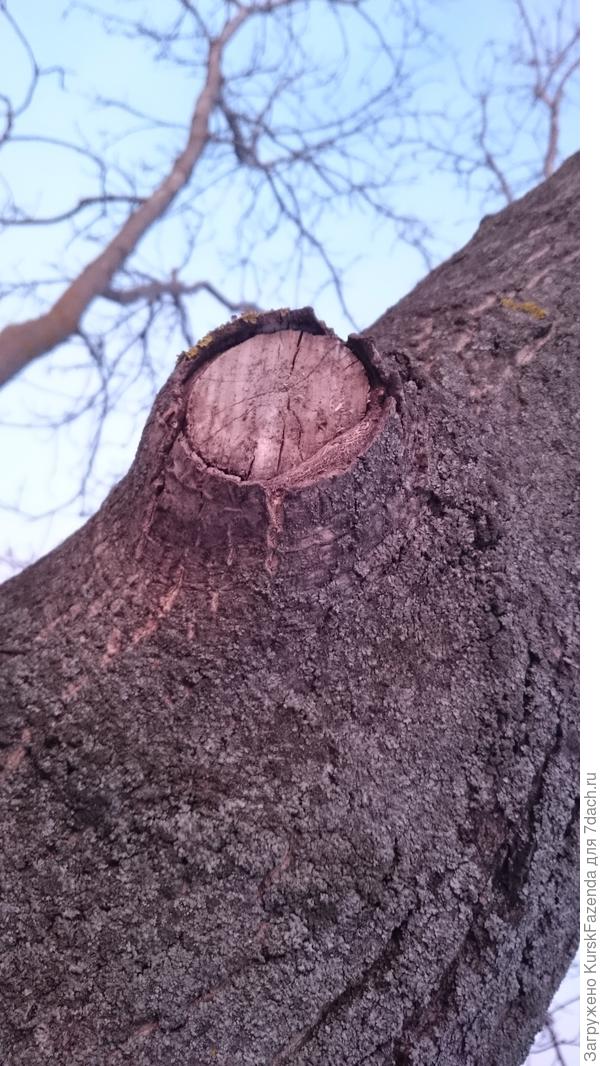 Слабозарастающий срез мелкой ветви может причинить проблем не меньше, чем срез большой...