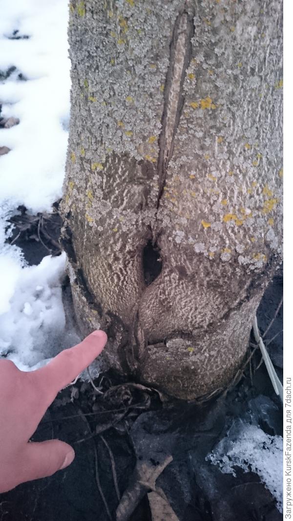 Срез скелетной ветви у корневой шейки почти затянулся, хотя и начал уже подгнивать.