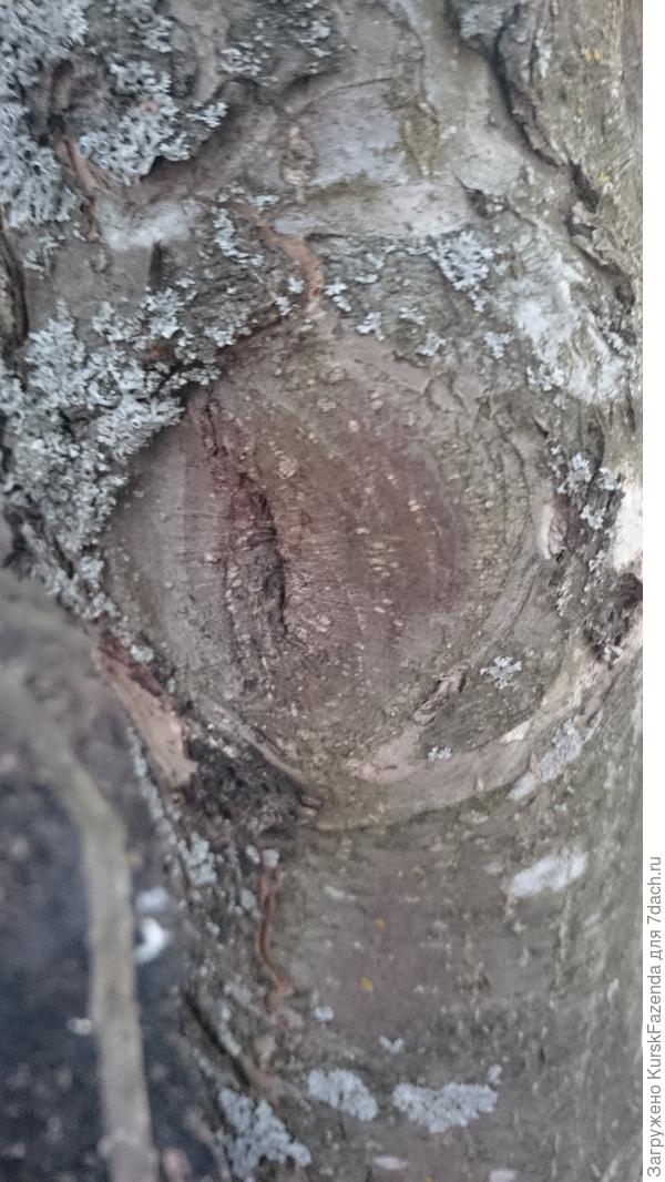 Хорошее зарастание.