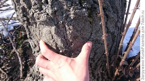 На этом месте ранее была скелетная ветвь. Вот такое зарастание считается превосходным (нужно присматриваться, чтобы его увидеть).