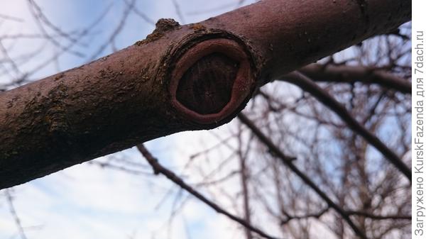 Нижний срез на яблоне равномерно и хорошо зарастает, в отличие от ореха.