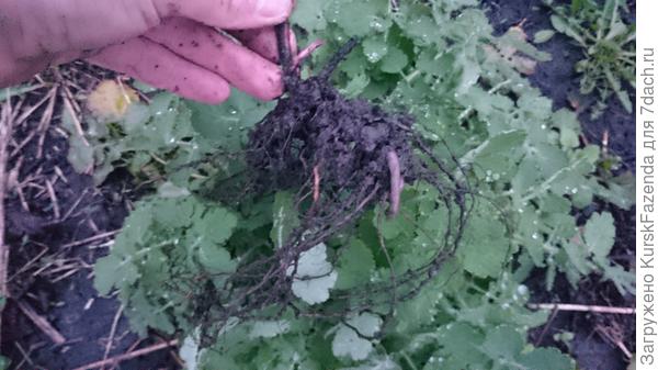 Отличные корни!