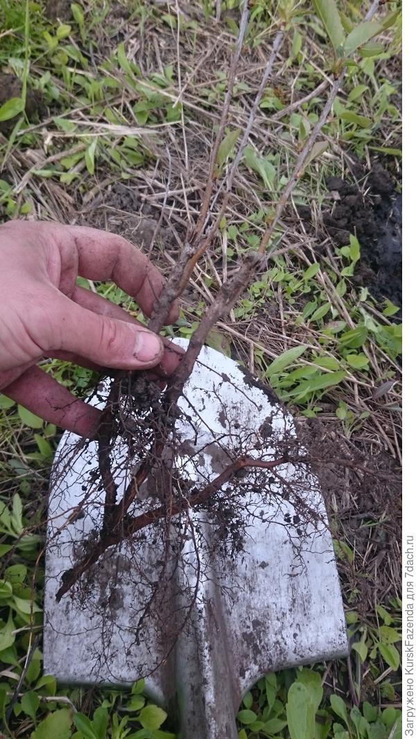 Отличные корни у поросли.