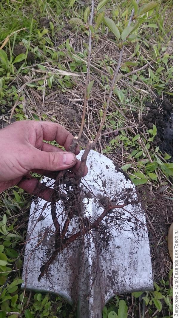 Приводим в нормальный вид.