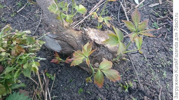 БОльшая часть побегов выломана, а из оставшихся будет сформирована живая изгородь в форме куста.