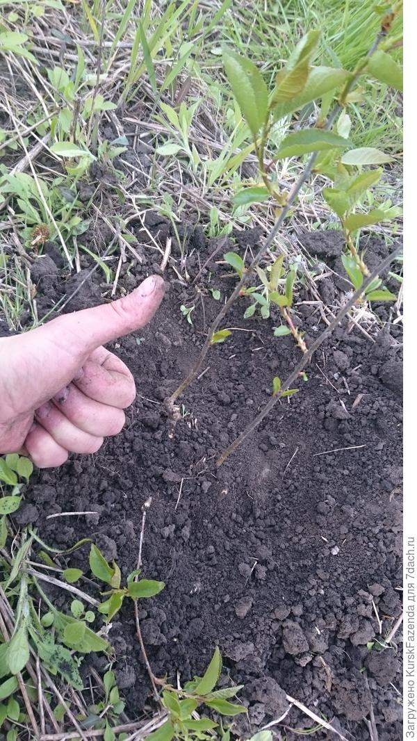 И высаживаем.