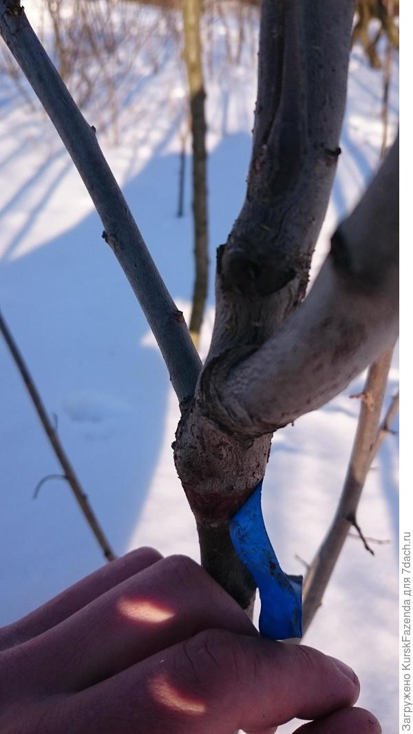 Прививка на поросли алычи на высоте ~1.5 м дала прирпост более метра.