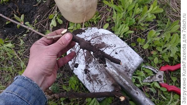 Отделяем один побег и приводим его в нормальный вид. Теперь он готов к посадке.