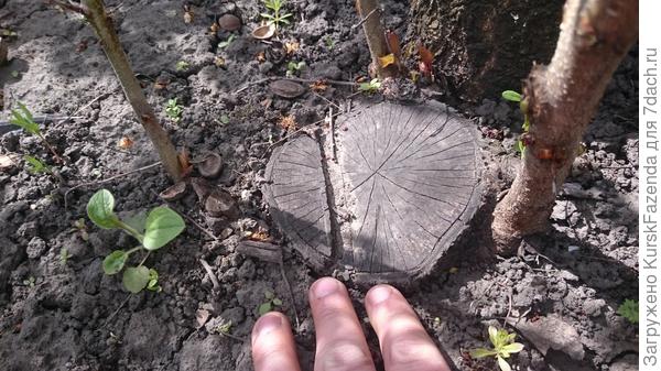 Срез нужно делать как можно ближе к поверхности почвы, а наиболее сильная поросль оставляется.