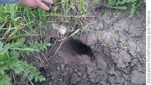 Отрыт ход слепыша и открыт.