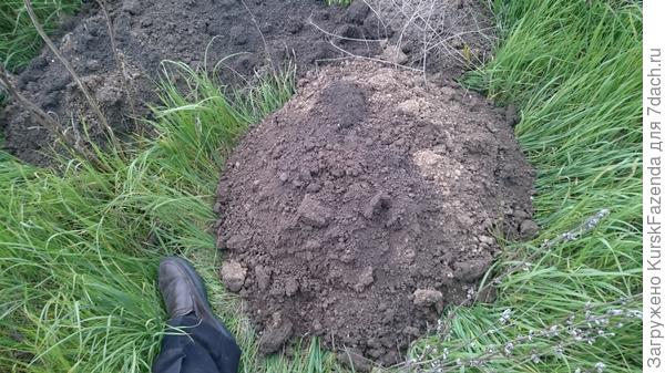 Слепышин много, все в одном месте и некоторые просто огромные!