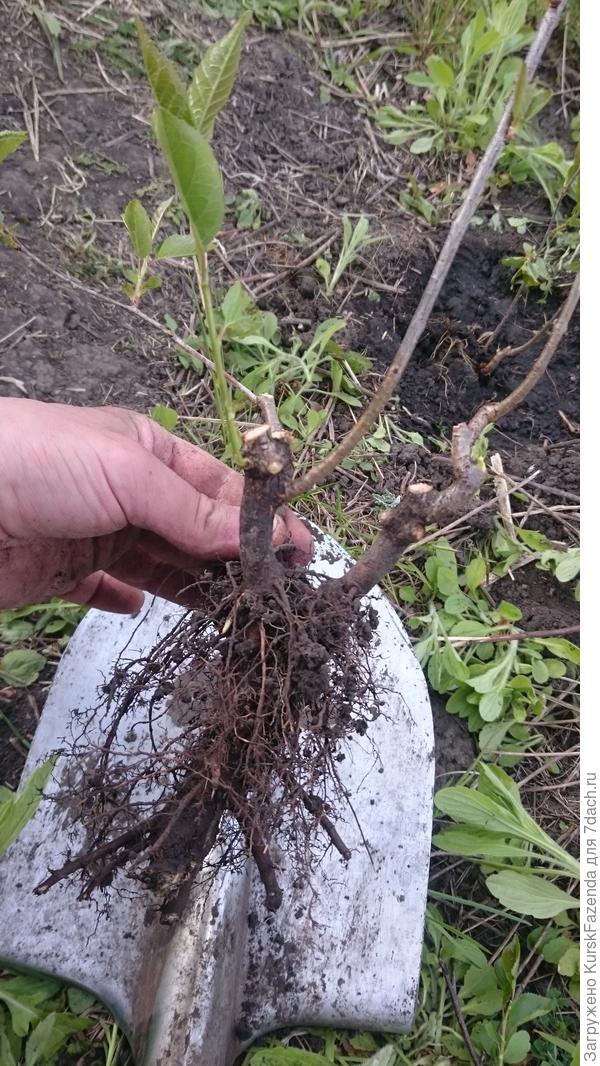 Приводим поросль в нормальный вид.