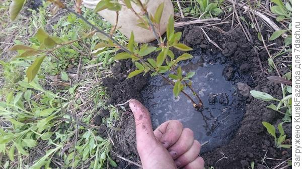 И высаживаем.