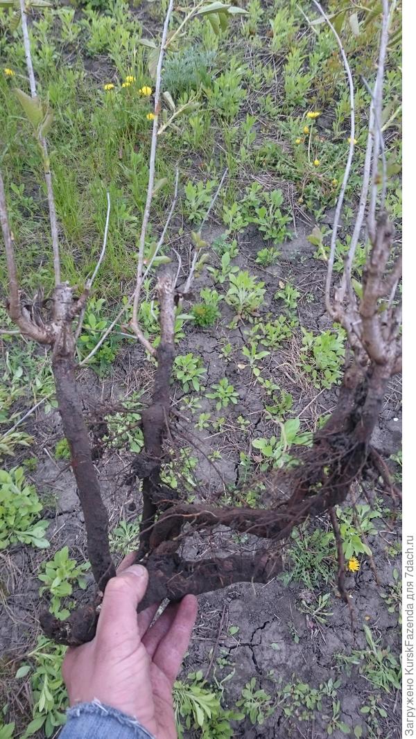 От горизонтального корня идет несколько порослевых побегов, которые те года скашивались триммером. Два побега из четырех имеют хорошие корни.