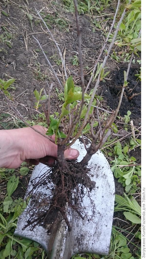 Отличные корни у поросли.