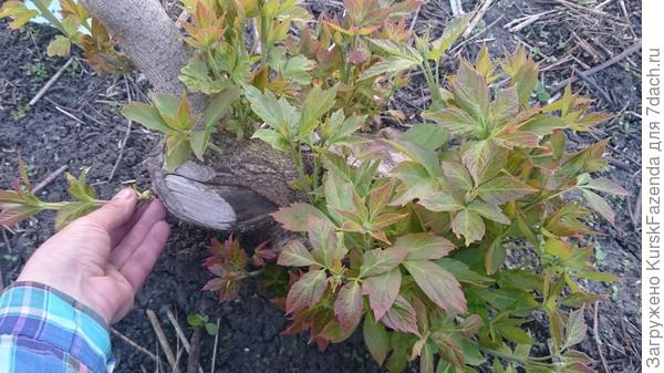 Неправильно обрезавшийся ясенелистный клен, наконец, обрезан правильно (уже мной); обильная прикорневая поросль (что характерно для этого вида клена) попёрла именно из-за сильной ежегодной обрезки.