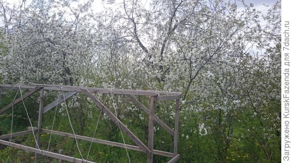 Специальное приспособление для пыток (ну, то есть, для винограда. Чтоб плёлся).