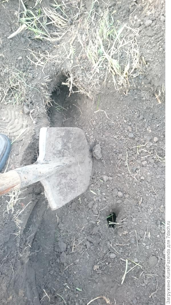 Пока копал - земля провалилась и стало видно место, где идет глубинный ход вниз.