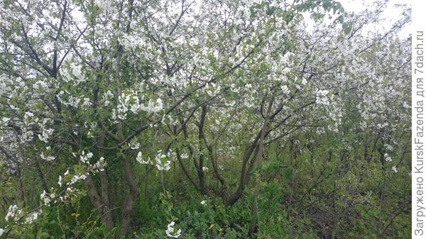 В основном вишня