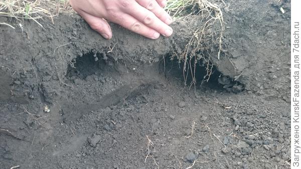 Тут же разделяется еще на два.