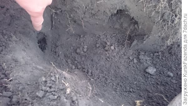 В этот раз слепыша не поймал. Я раскопал ход, на который показываю пальцем, а рядом есть еще один ход, который я не заметил (не посветил). И вылез он, чтоб зарыть, именно оттуда.