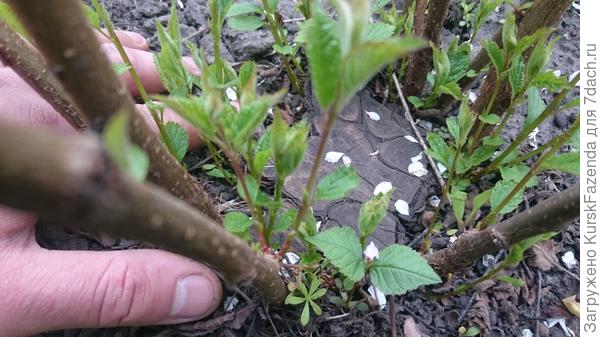 Поросль войлочной