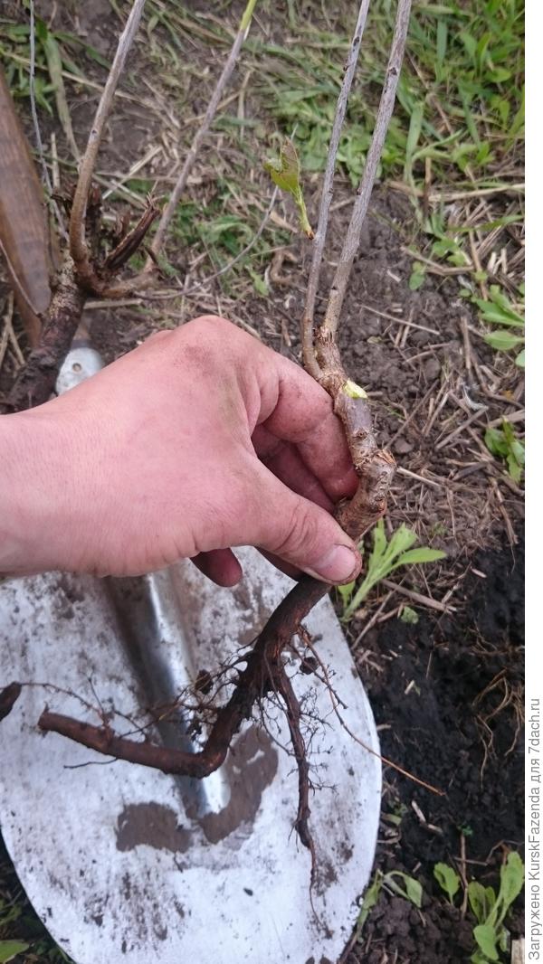 Тут корни похуже, но тоже приемлемые.