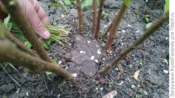 Поросль выломана