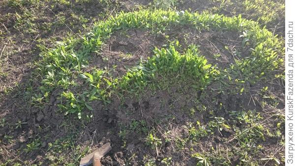 Второй &quot;нанос&quot;. Отчетливо виден контур из проросших семян, а внутри то же самое, что и внутри другного &quot;наноса&quot;.