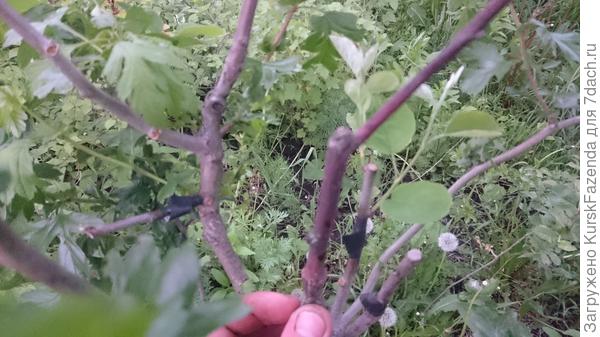 Прививка усохла (фото в этом сезоне сделано)