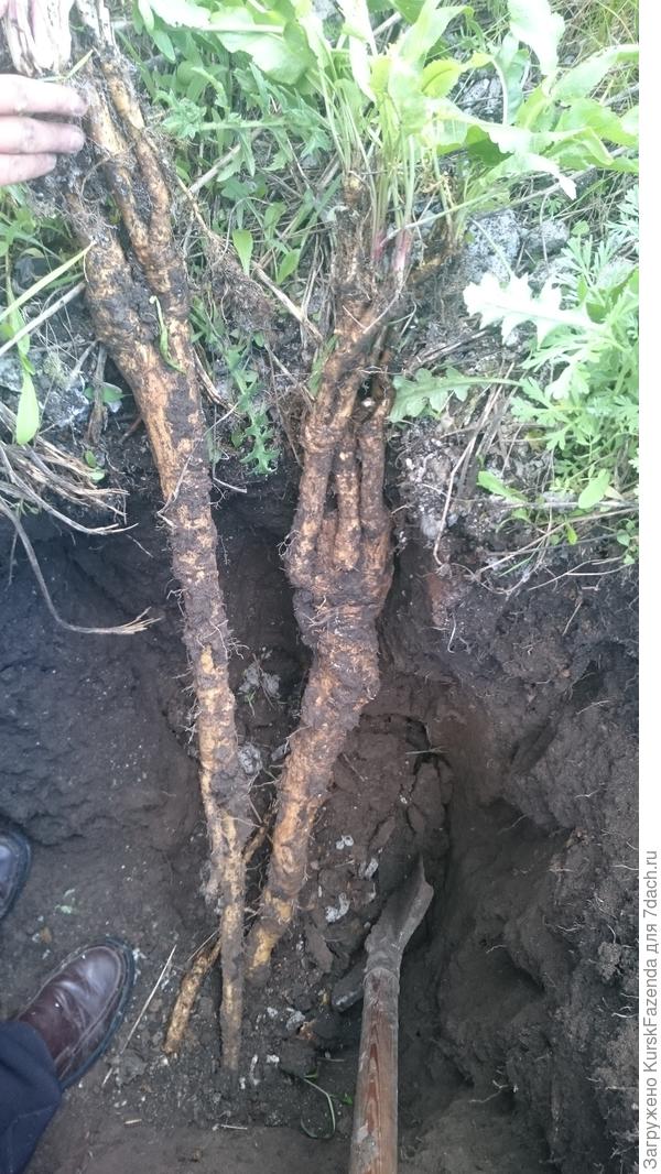 Два корневища вообще охрененные!
