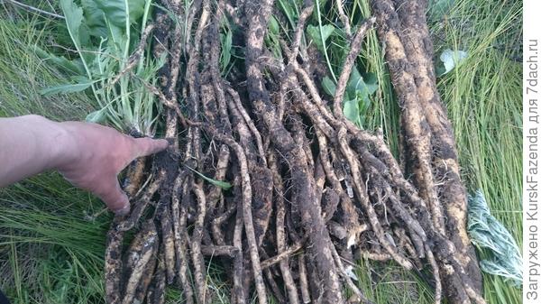 Более десяти кило (без земли, естественно)