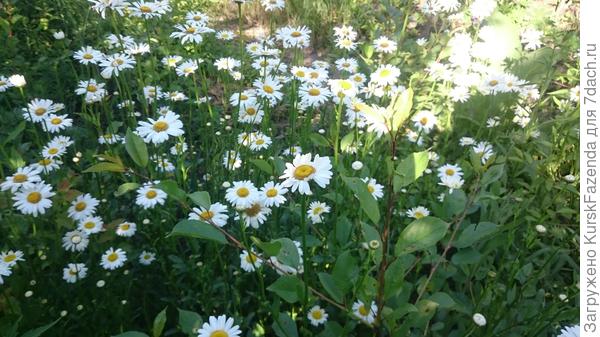 Ромашки