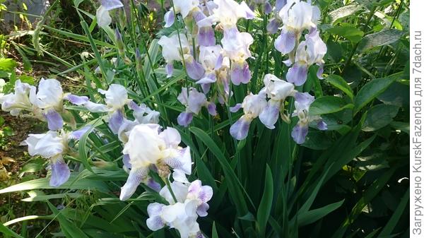 Какие-то ирисы