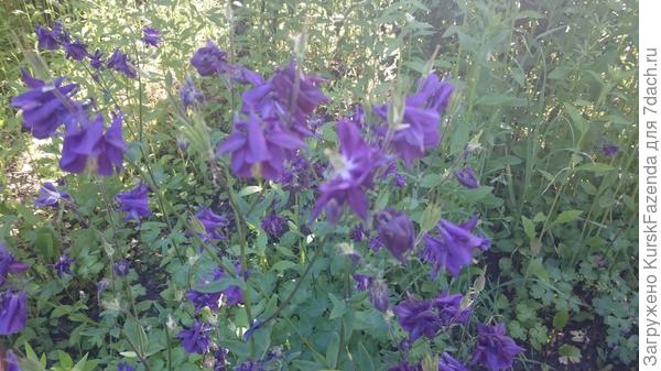 Колокольчики либо