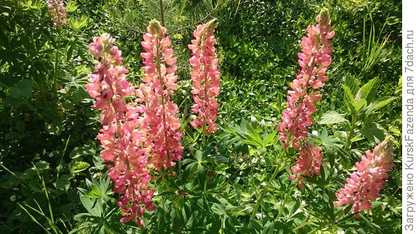 Ещек люпины красивые