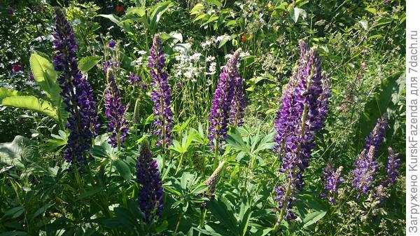 Фиолетовые люпины