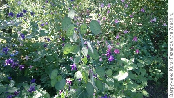 Какие-то цветы разные