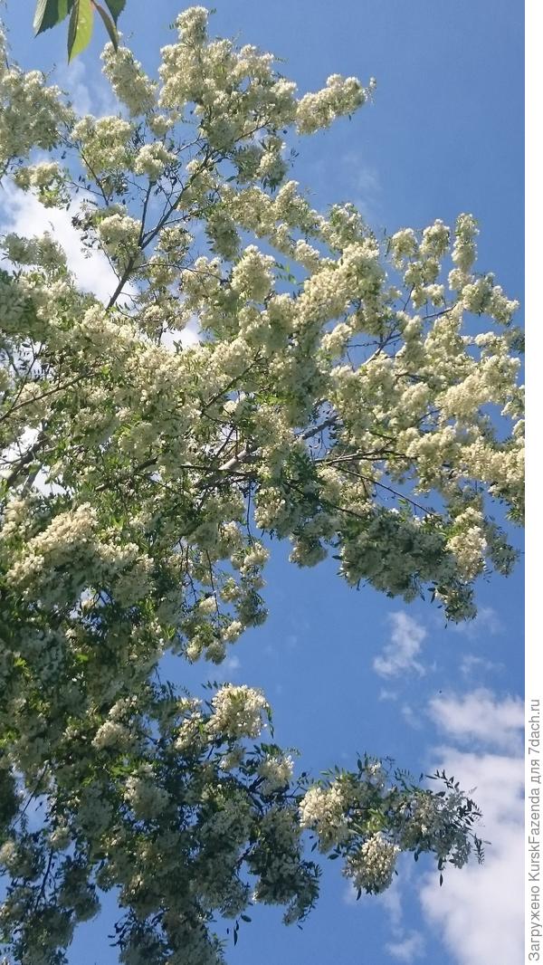 Потрясающее цветение. Причем так цветут многие робинии - и старые, и молодые. Потрясающий медонос, один из лучших.