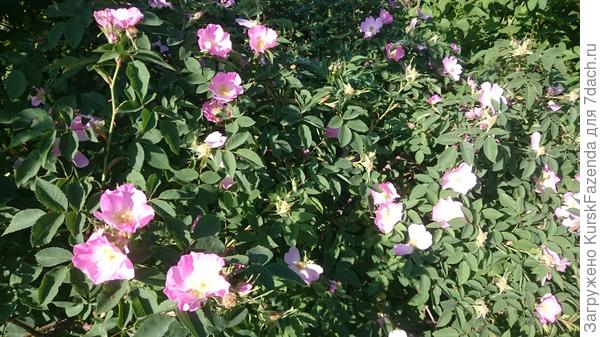 И шиповник (тоже отцветает уже).