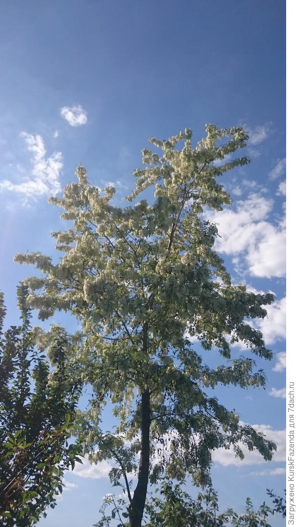 Я не зря сказал, что робиния псевдоакация - это гордость участка. Сейчас она в самом разгаре цветения. Запах стоит потрясающий, пчелы и шмели жужжат так, что аж гул стоит..